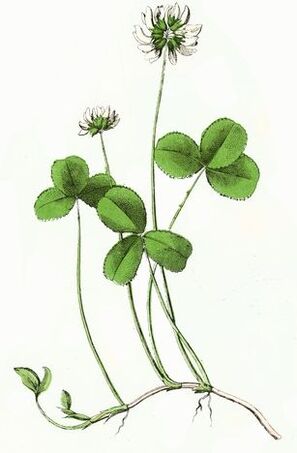 ďatelina